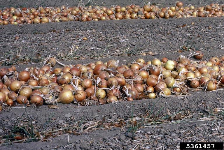 garden onion (Allium cepa)