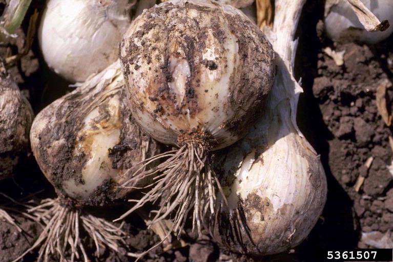 alfalfa stem nematode (Ditylenchus dipsaci)