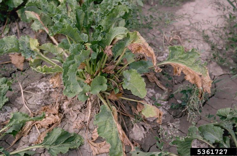 Fusarium root rot and wilt (Fusarium oxysporum)