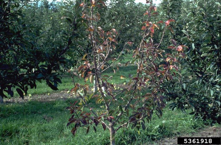 Phytophthora root and crown rots (Phytophthora spp. ) on apple (Malus