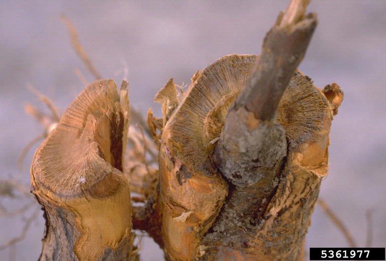 tomato ringspot virus (ToRSV) (Nepovirus ToRSV ) on apricot (Prunus
