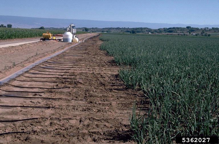 irrigation on garden onion (Allium cepa ) 5362027