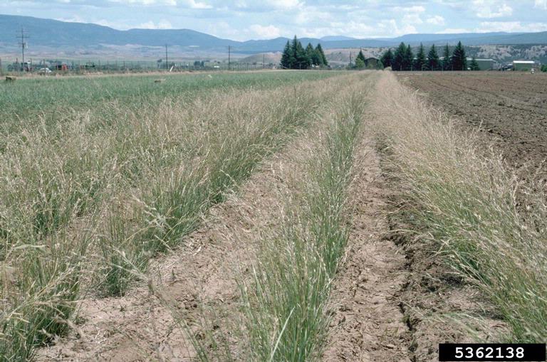 mountain brome (Bromus marginatus)