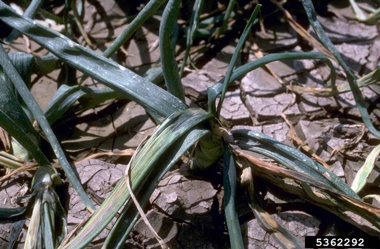 bacterial leaf streak and bulb rot (Pseudomonas viridiflava)