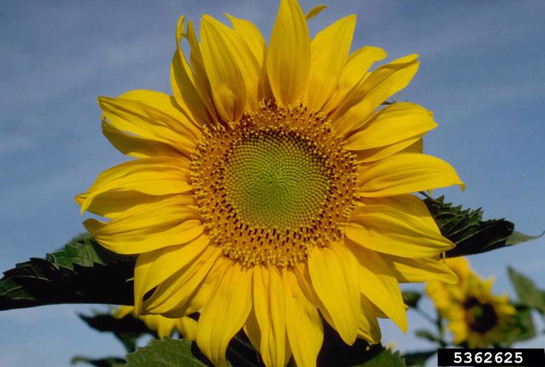sunflower (Genus Helianthus)