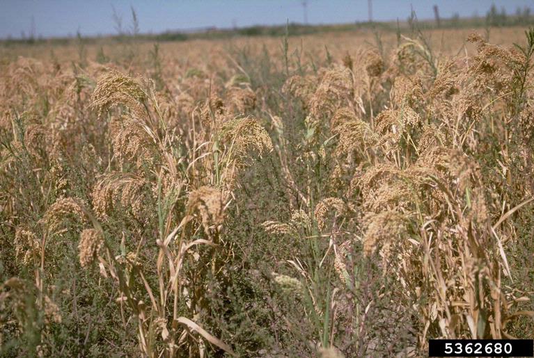 wildproso millet (Panicum miliaceum)