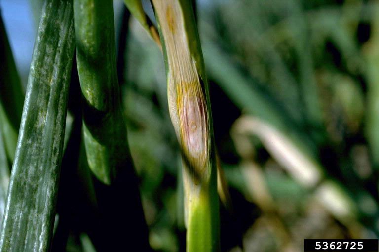 purple blotch (Alternaria porri ) on onions (Allium spp. ) 5362725