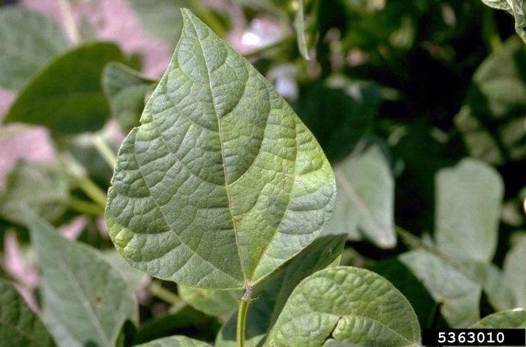 Halo blight chlorosis on bean leaves, caused by <em>Pseudomonas syringae</em> pv. <em>phaseolicola</em>.