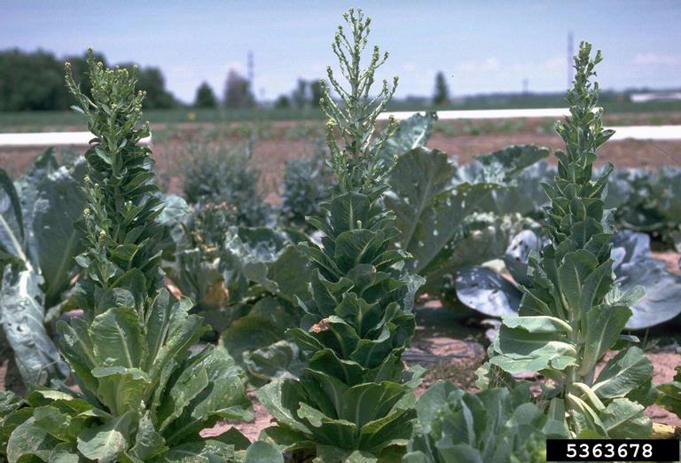 cabbage, Brassica oleracea var. capitata (Capparales Brassicaceae