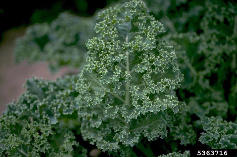 cabbage collards and kale (Brassica oleracea)