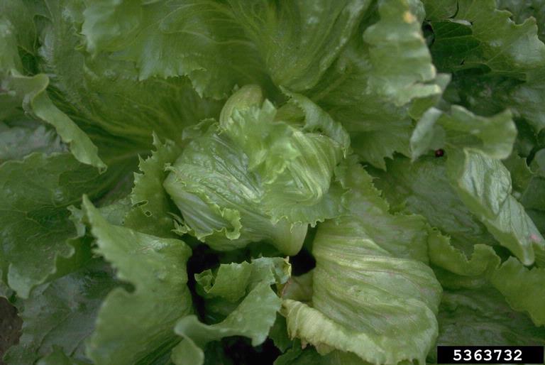 phytoplasma-general-genus-candidatus-phytoplasma