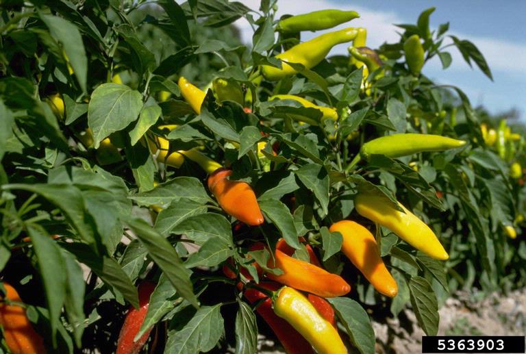 pepper (Genus Capsicum)