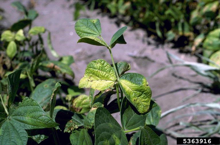 Toxemia effects (symptoms) of  halo blight (<em>Pseudomonas syringae </em>pv. <em>phaseolicola</em>) on dry beans.
