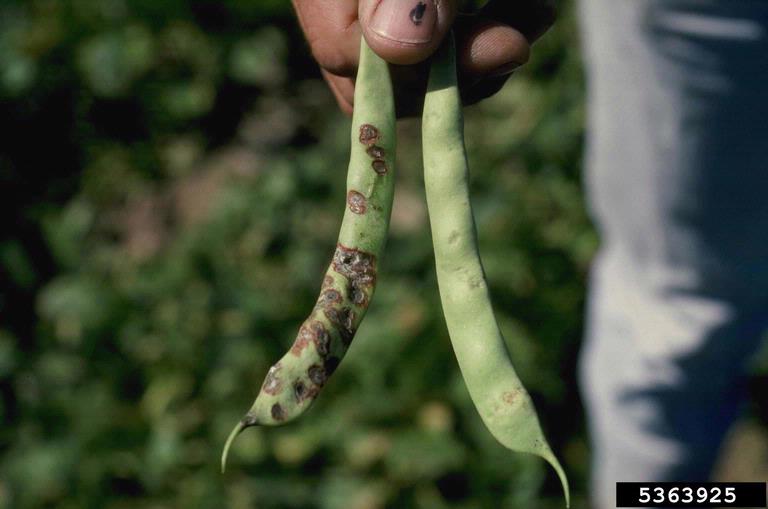 bacterial brown spot of bean/canker of stone fruit, twig blight