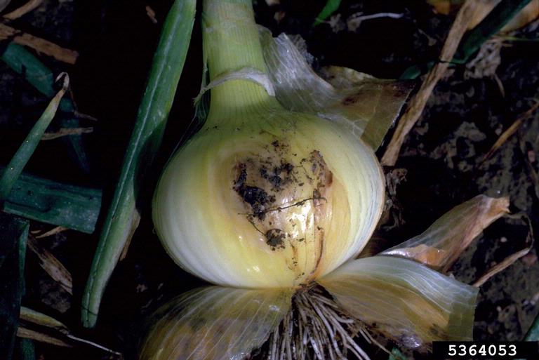 botrytis rot (Botrytis allii)