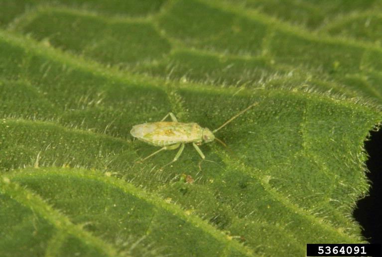 plant bug (Melanotrichus coagulatus)