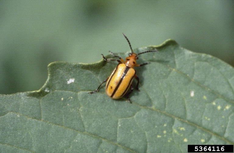 tomatillo leaf beetle (Lema trivittata)