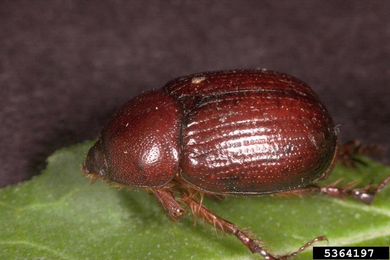 Photo by Frank Peairs, Colorado State University, Bugwood.org 5364197