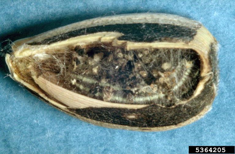 Photo by Frank Peairs, Colorado State University, Bugwood.org 5364205