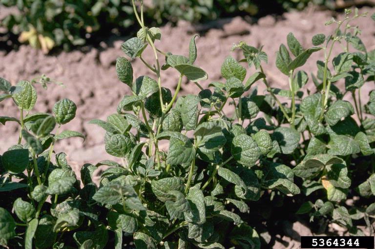 thrips on common bean (Phaseolus vulgaris ) 5364344