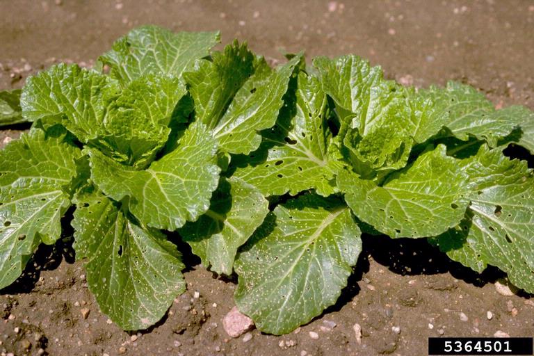 Chinese cabbage (Brassica rapa ssp. pekinensis)