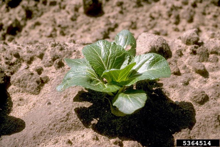 chinese cabbage (Brassica pekinensis)