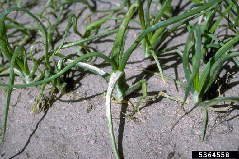 herbicides (general)