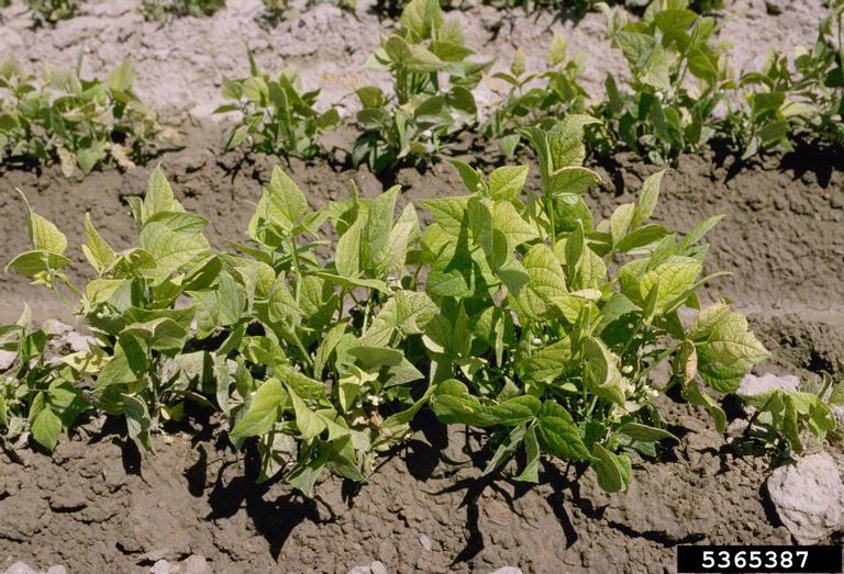 iron deficiency on common bean (Phaseolus vulgaris ) 5365387