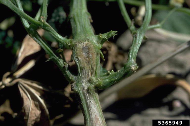 Fusarium Wilt Fusarium Oxysporum F sp Phaseoli On Common Bean 