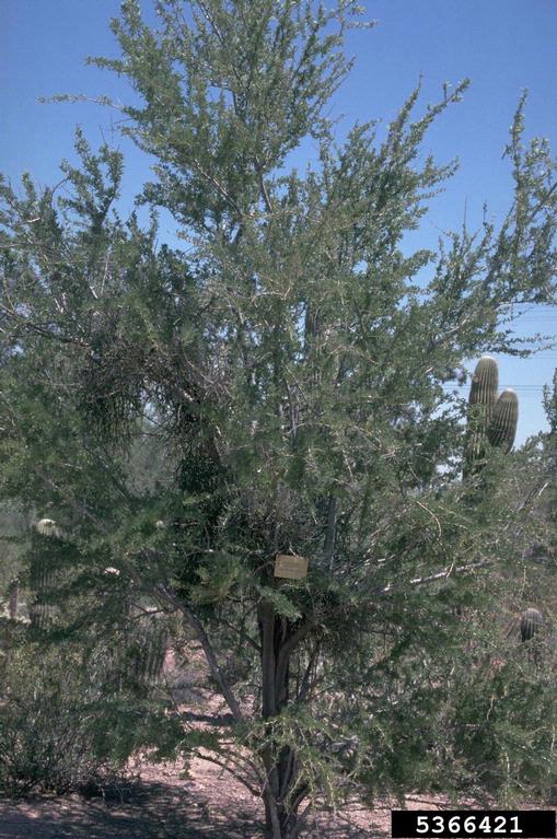 desert ironwood (Olneya tesota)