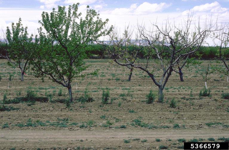 Candidatus Phytoplasma (MLO)
