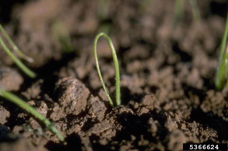 garden onion (Allium cepa)