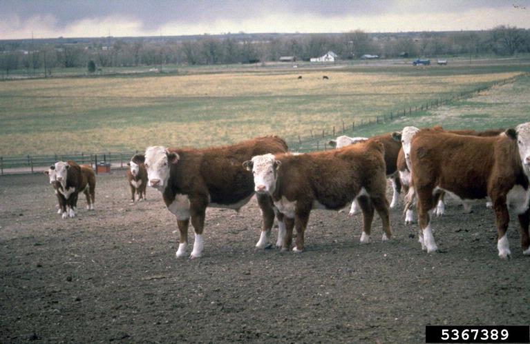 cattle (Genus Bos)