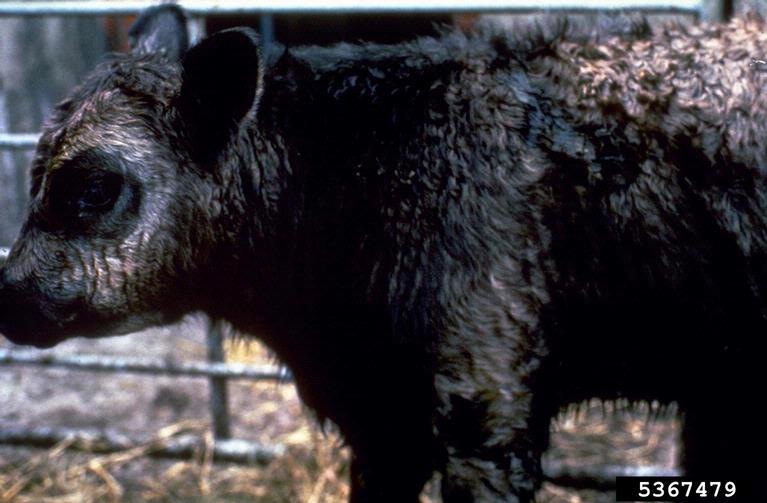 nutrient deficiency on cattle (Bos spp. ) 5367479