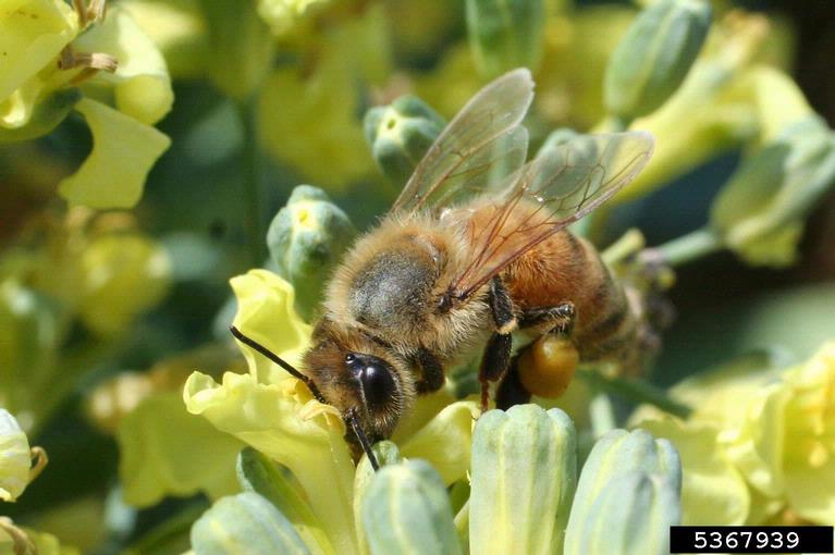 honey bee (Apis mellifera Linnaeus)