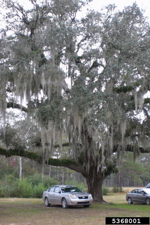 Spanish moss (Tillandsia usneoides)