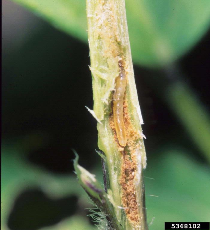 soybean stem fly (Melanagromyza sojae)