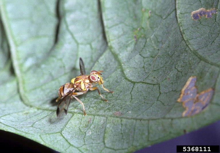 melon fly (Zeugodacus cucurbitae) 5368111