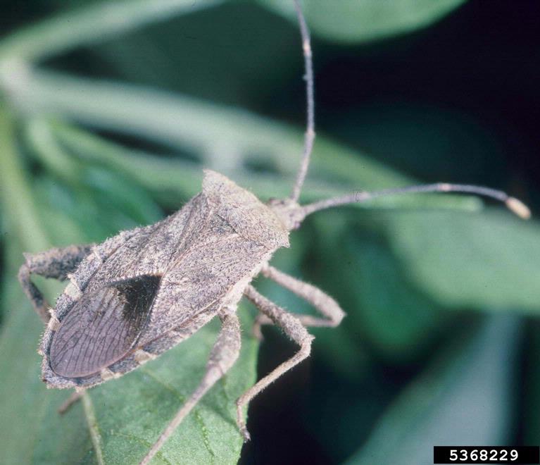 squash bug, Acanthocoris scabrator (Hemiptera Coreidae) 5368229