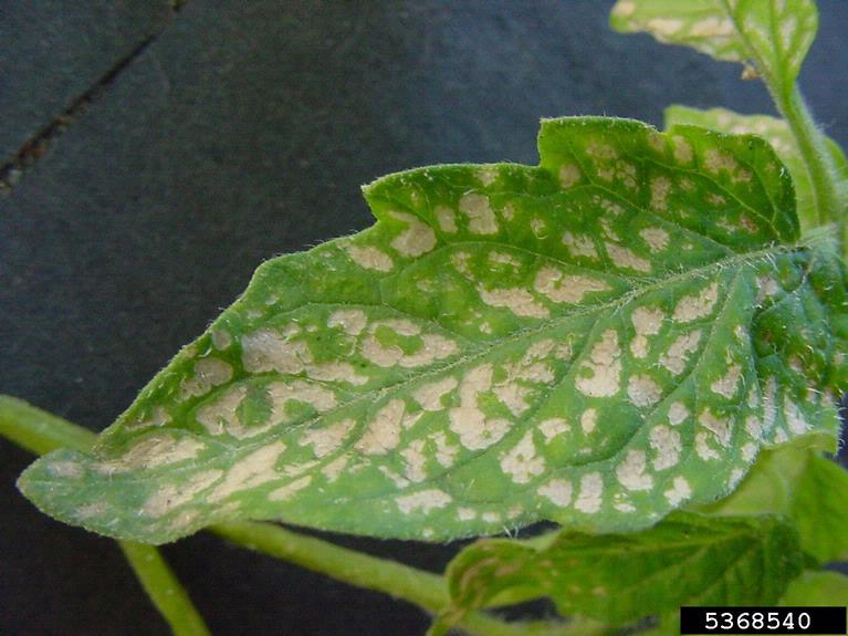 frost and winter injury (general) on garden tomato (Solanum
