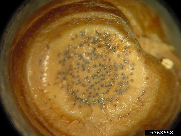 Dark, spore-producing bodies ("pycnidia") on fruit
