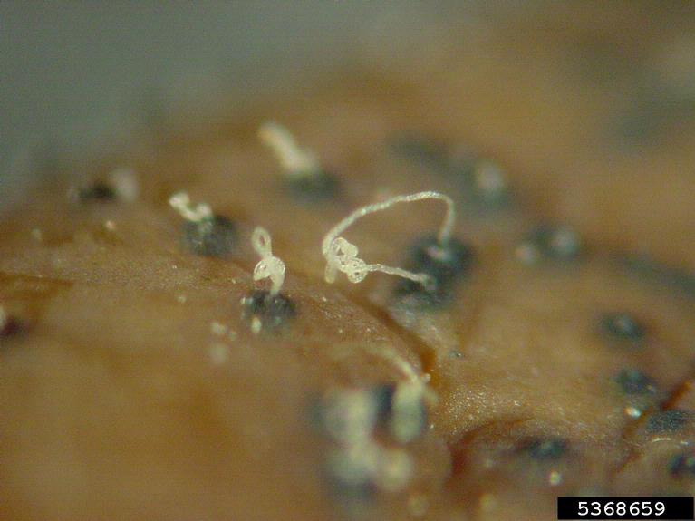 Dark, spore-producing bodies ("pycnidia") on fruit oozing tan tendrils of spores