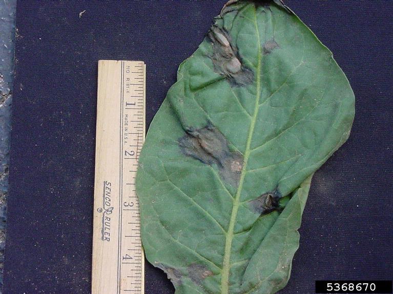 Black shank (<em>Phytophthora parasitica var. nicotianae</em>) on Tobacco  (<em>Nicotiana tabacum</em>)