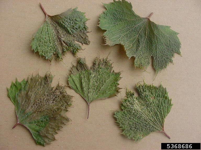 leaves are disorted with veins becoming parallel. Leaf tips are elongated. Growth regulator injury