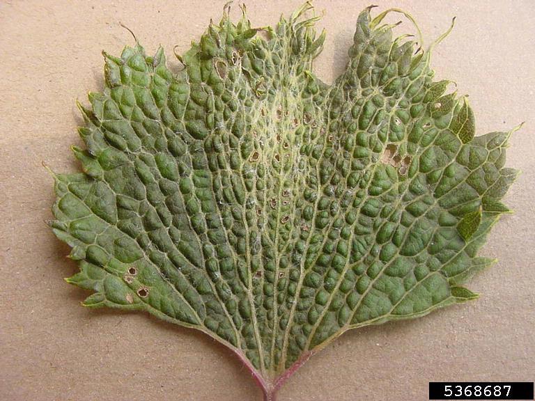 leaves are disorted with veins becoming parallel. Leaf tips are elongated. Growth regulator injury