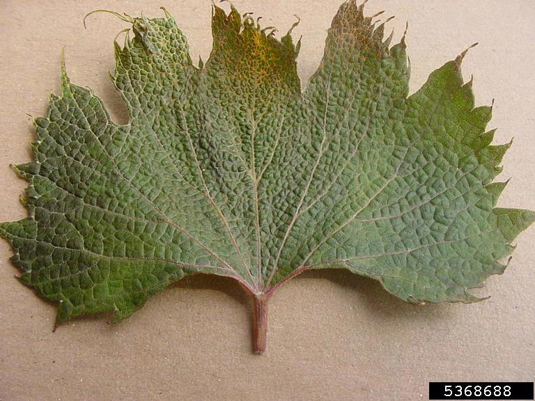 leaves are disorted with veins becoming parallel. Leaf tips are elongated. Growth regulator injury
