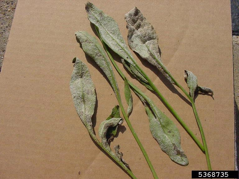 white fungal growth on the underside of infected portions of leaves which can turn brown/black in time