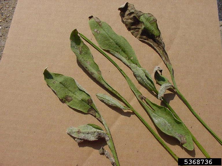 Portions of infected leaves will become necrotic.