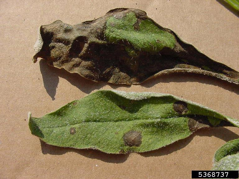 Portions of infected leaves will become necrotic.