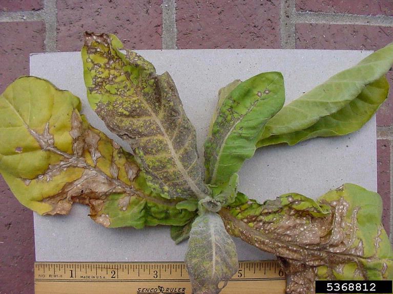 tomato spotted wilt virus in tobacco Tomato spotted wilt virus (TSWV) (Orthotospovirus tomatomaculae)